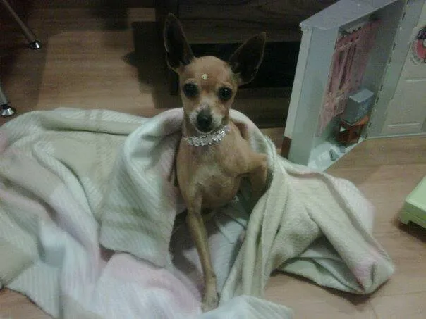 Cachorro ra a Pinscher idade 2 anos nome Pequena