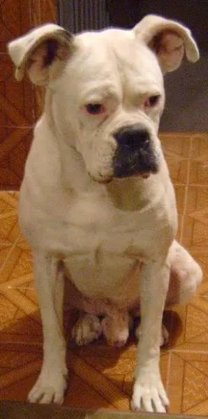 Cachorro ra a BOXER idade 6 ou mais anos nome LION