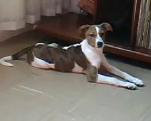 Cachorro raça Viralata idade 1 ano nome Cristal