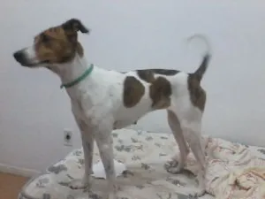 Cachorro raça Viralata idade 1 ano nome Cristal