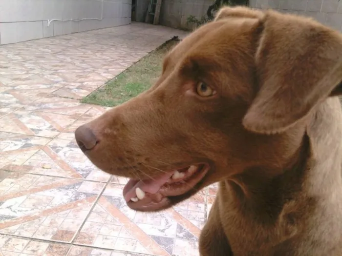 Cachorro ra a SRD idade 5 anos nome Bidu