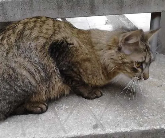 Gato ra a  idade 1 ano nome Sem nome