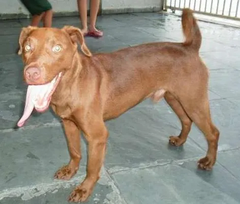 Cachorro ra a SRD idade 5 anos nome Bidu