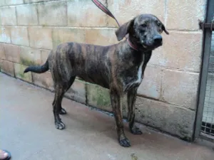 Cachorro raça SRD idade 1 ano nome Yone