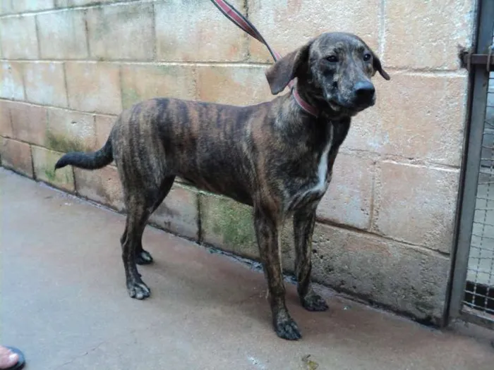 Cachorro raça SRD idade 1 ano nome Yone