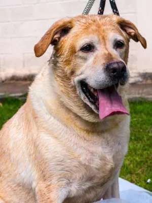 Cachorro raça Mestiço Labrador idade 6 ou mais anos nome Momo
