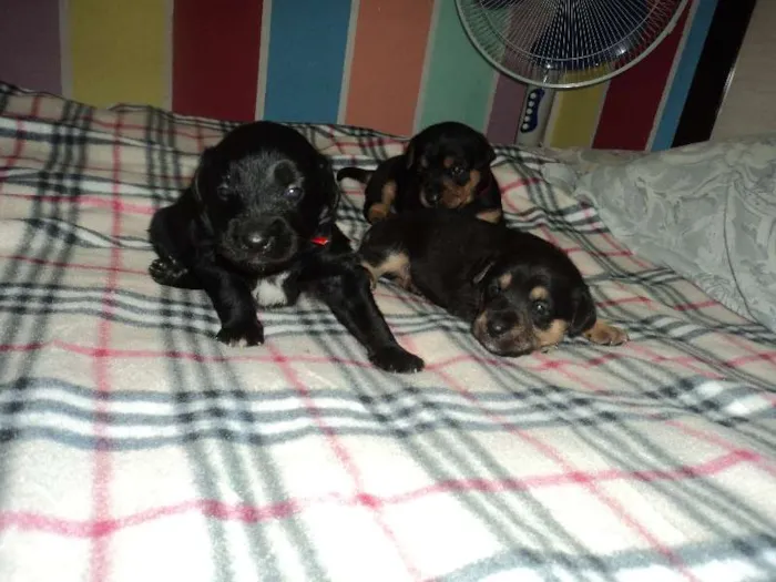 Cachorro ra a SRD idade  nome Linda filhotinha