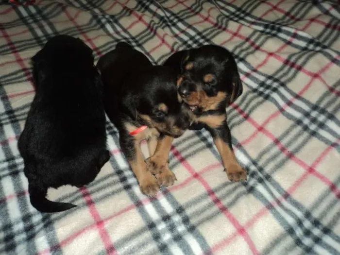 Cachorro ra a SRD idade  nome Linda filhotinha