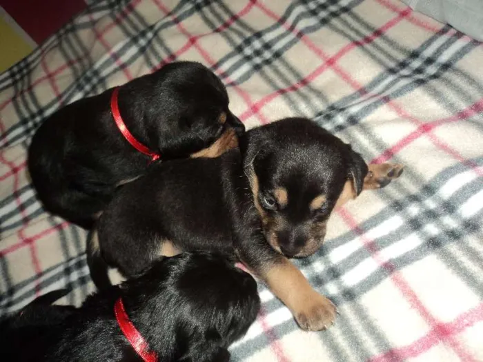 Cachorro ra a SRD idade  nome Linda filhotinha