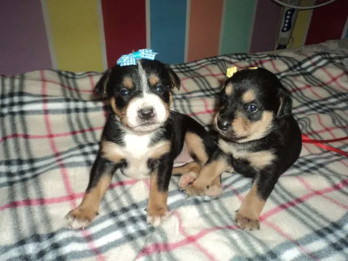 Cachorro ra a SRD idade  nome Linda filhotinha