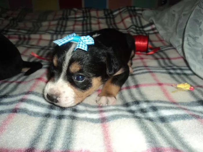 Cachorro ra a SRD idade  nome Linda filhotinha