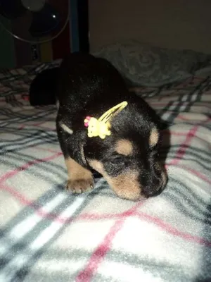 Cachorro raça SRD idade  nome Linda filhotinha