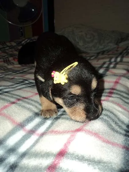 Cachorro ra a SRD idade  nome Linda filhotinha
