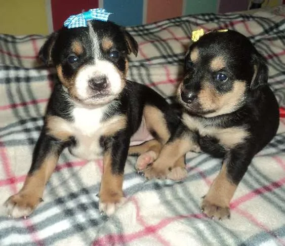 Cachorro ra a SRD idade  nome Linda filhotinha