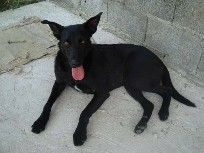 Cachorro ra a SRD idade 2 anos nome Preta