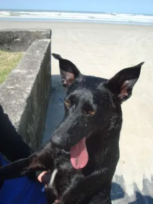 Cachorro raça SRD idade 2 anos nome Preta