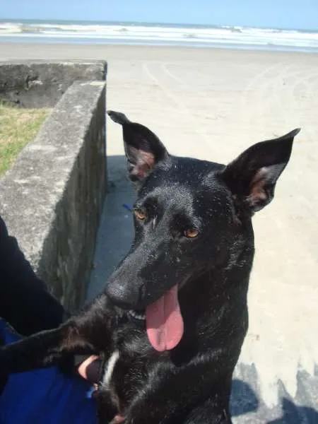 Cachorro ra a SRD idade 2 anos nome Preta