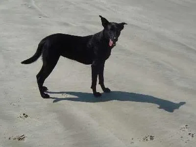 Cachorro ra a SRD idade 2 anos nome Preta