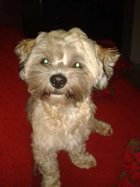 Cachorro ra a Lhasa Apso idade 1 ano nome Billy GRATIFICA