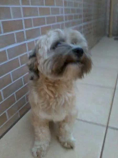 Cachorro ra a Lhasa Apso idade 1 ano nome Billy GRATIFICA