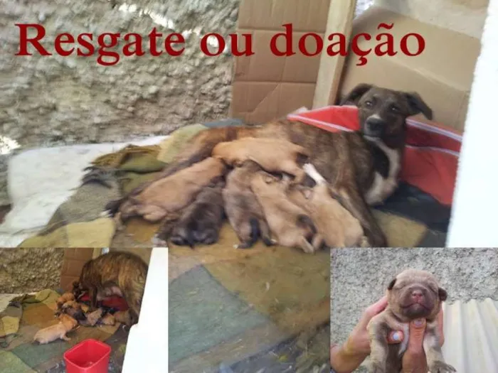 Cachorro ra a SRD idade Abaixo de 2 meses nome Mãe e bebes lixão