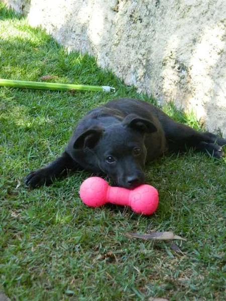 Cachorro raça SRD idade 2 a 6 meses nome Dudu