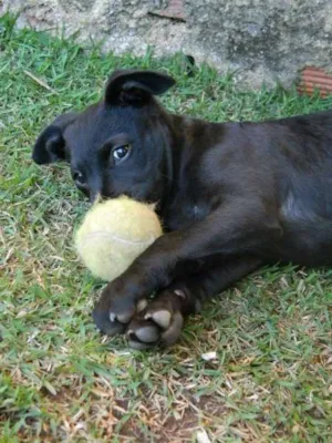 Cachorro raça SRD idade 2 a 6 meses nome Dudu