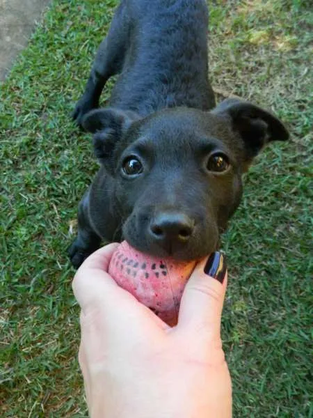 Cachorro raça SRD idade 2 a 6 meses nome Dudu