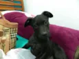 Dudu