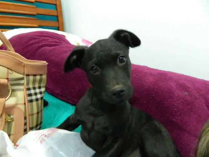 Cachorro raça SRD idade 2 a 6 meses nome Dudu