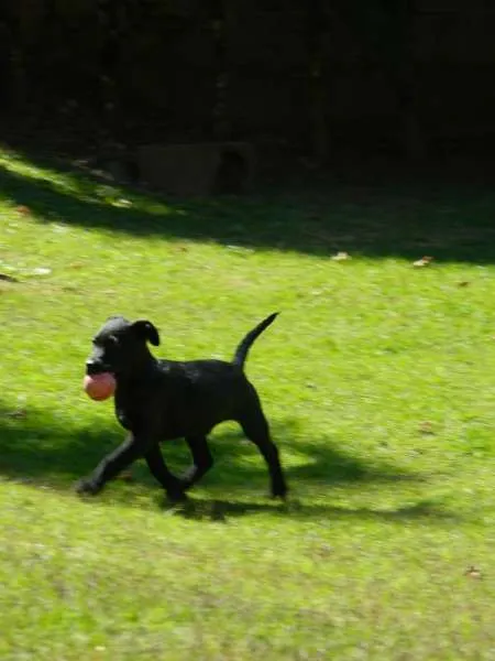 Cachorro raça SRD idade 2 a 6 meses nome Dudu