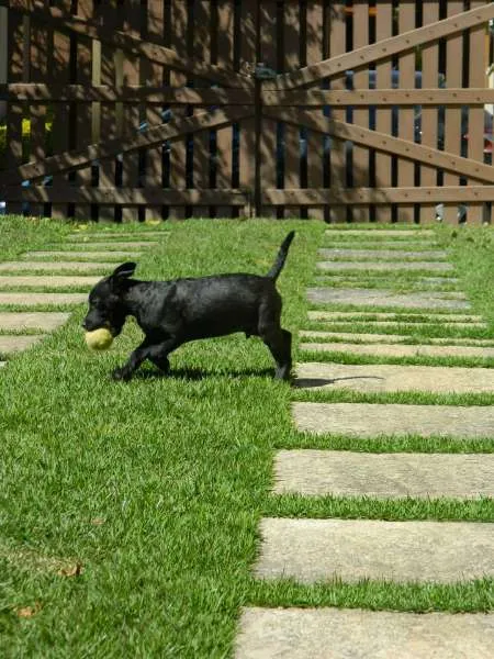 Cachorro raça SRD idade 2 a 6 meses nome Dudu