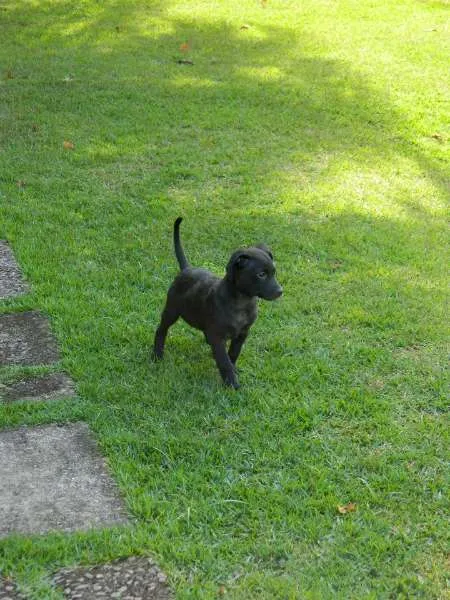 Cachorro raça SRD idade 2 a 6 meses nome Dudu
