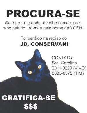 Gato raça SRD idade 1 ano nome YOSHI GRATIFICA