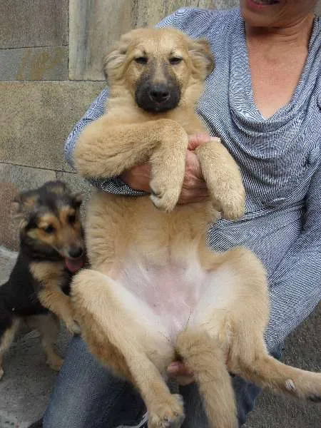 Cachorro ra a SRD idade 2 a 6 meses nome Meg