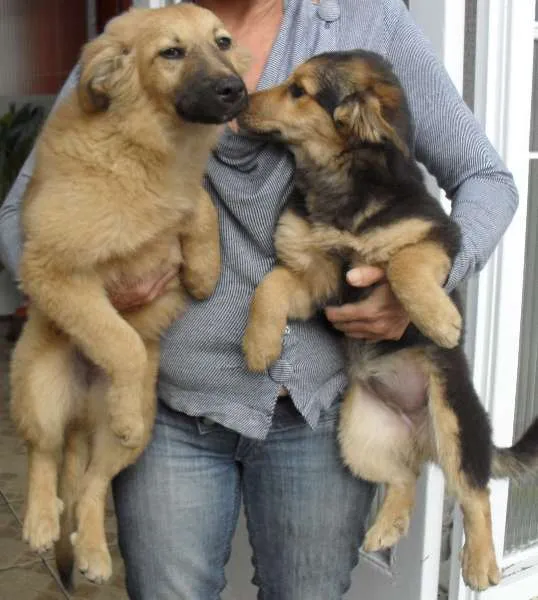 Cachorro ra a SRD idade 2 a 6 meses nome Meg