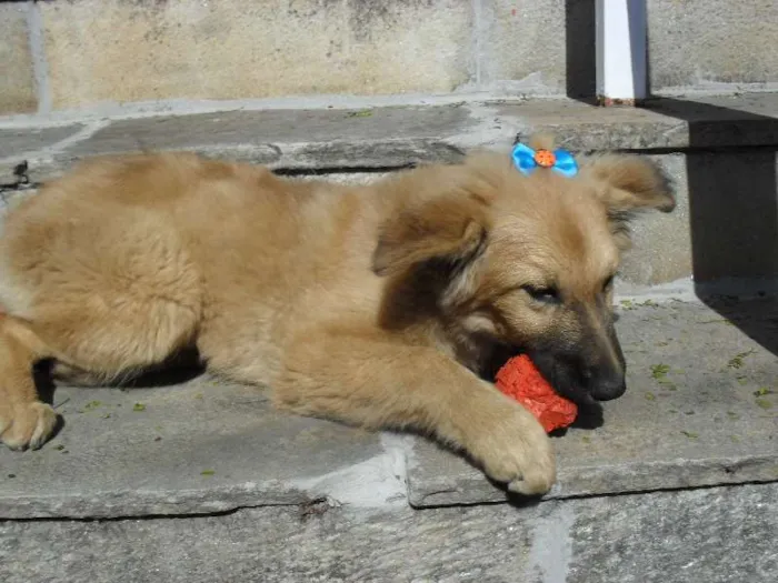 Cachorro ra a SRD idade 2 a 6 meses nome Meg