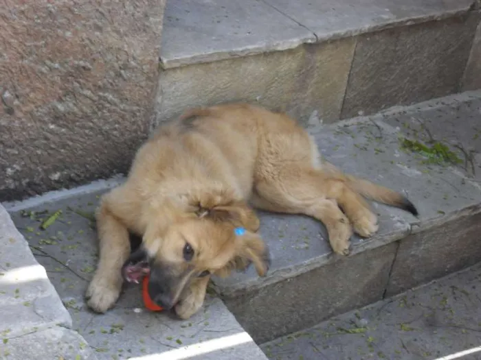Cachorro ra a SRD idade 2 a 6 meses nome Meg