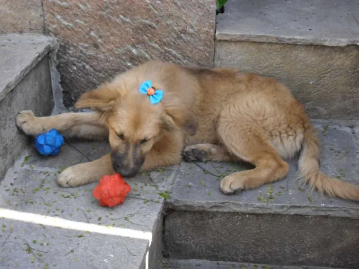 Cachorro ra a SRD idade 2 a 6 meses nome Meg