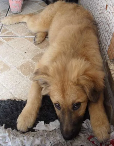 Cachorro ra a SRD idade 2 a 6 meses nome Meg
