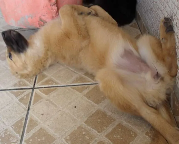 Cachorro ra a SRD idade 2 a 6 meses nome Meg