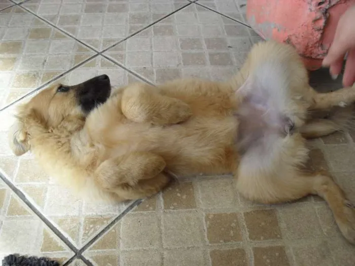 Cachorro ra a SRD idade 2 a 6 meses nome Meg