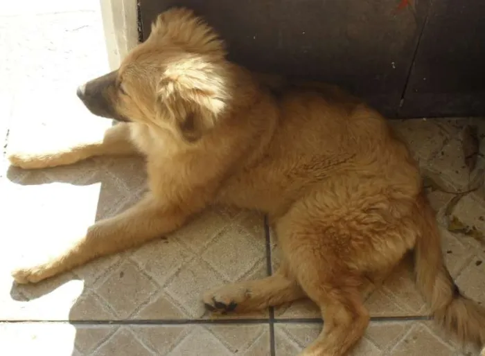 Cachorro ra a SRD idade 2 a 6 meses nome Meg