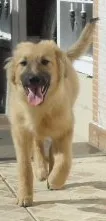 Cachorro ra a SRD idade 2 a 6 meses nome Meg