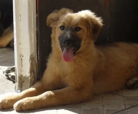 Cachorro ra a SRD idade 2 a 6 meses nome Meg