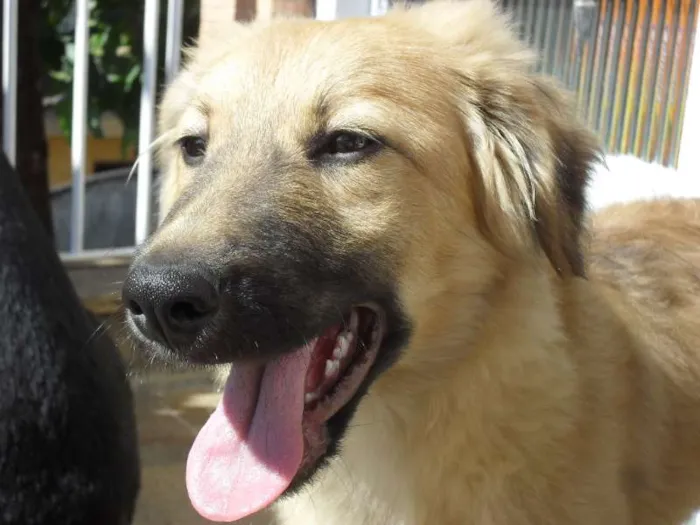 Cachorro ra a SRD idade 2 a 6 meses nome Meg