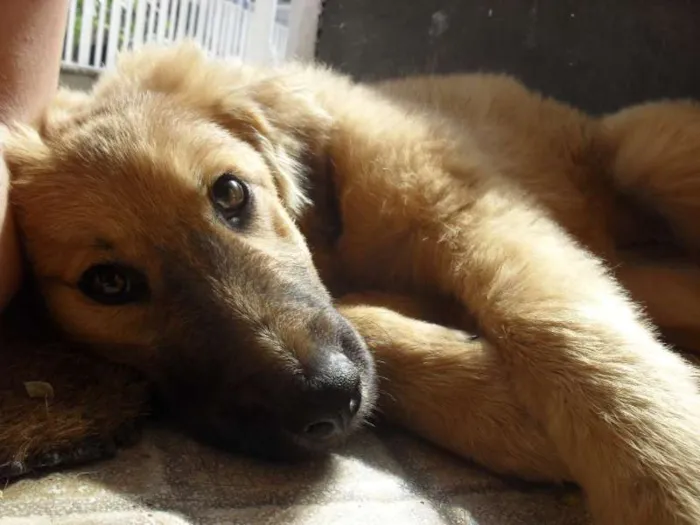 Cachorro ra a SRD idade 2 a 6 meses nome Meg