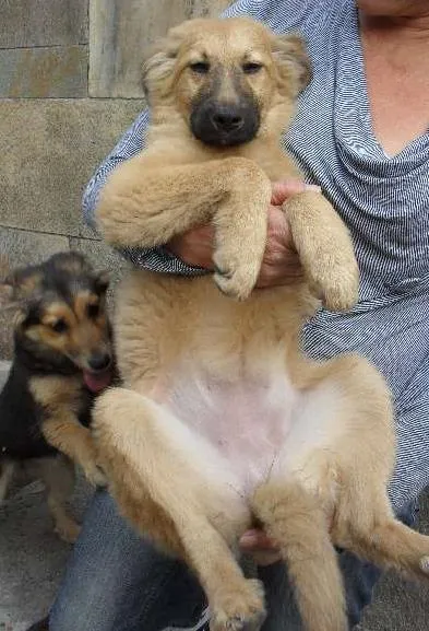 Cachorro ra a SRD idade 2 a 6 meses nome Meg