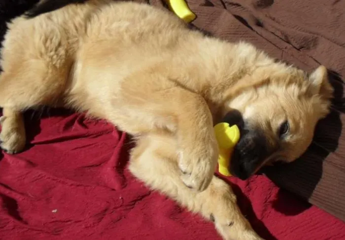 Cachorro ra a SRD idade 2 a 6 meses nome Meg