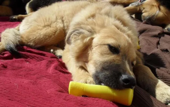 Cachorro ra a SRD idade 2 a 6 meses nome Meg